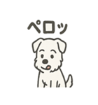 真っ白シュナの毎日スタンプ（個別スタンプ：34）