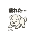 真っ白シュナの毎日スタンプ（個別スタンプ：37）