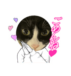 飼い猫の（個別スタンプ：6）