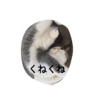 皆のアオくん4（個別スタンプ：1）