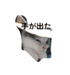 皆のアオくん4（個別スタンプ：3）