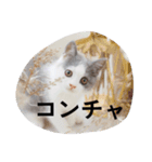 皆のアオくん4（個別スタンプ：5）