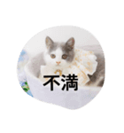 皆のアオくん4（個別スタンプ：6）