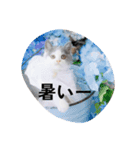皆のアオくん4（個別スタンプ：8）