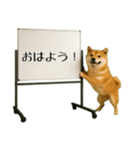 飛び出す☆動物便利ボードメッセージ（個別スタンプ：1）