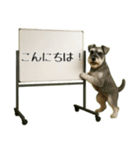 飛び出す☆動物便利ボードメッセージ（個別スタンプ：2）