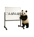 飛び出す☆動物便利ボードメッセージ（個別スタンプ：3）