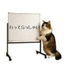 飛び出す☆動物便利ボードメッセージ（個別スタンプ：5）