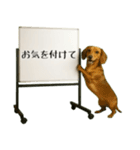 飛び出す☆動物便利ボードメッセージ（個別スタンプ：6）