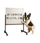飛び出す☆動物便利ボードメッセージ（個別スタンプ：8）