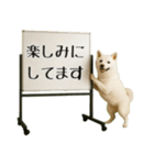 飛び出す☆動物便利ボードメッセージ（個別スタンプ：10）