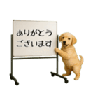 飛び出す☆動物便利ボードメッセージ（個別スタンプ：12）