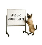 飛び出す☆動物便利ボードメッセージ（個別スタンプ：13）