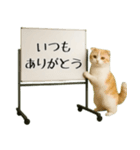 飛び出す☆動物便利ボードメッセージ（個別スタンプ：15）