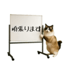 飛び出す☆動物便利ボードメッセージ（個別スタンプ：16）