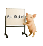 飛び出す☆動物便利ボードメッセージ（個別スタンプ：17）