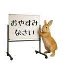 飛び出す☆動物便利ボードメッセージ（個別スタンプ：18）