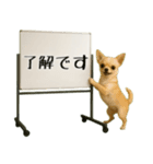 飛び出す☆動物便利ボードメッセージ（個別スタンプ：19）
