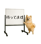 飛び出す☆動物便利ボードメッセージ（個別スタンプ：20）