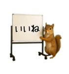 飛び出す☆動物便利ボードメッセージ（個別スタンプ：23）