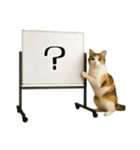 飛び出す☆動物便利ボードメッセージ（個別スタンプ：24）