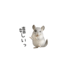 毎日つかえる！チンチラちゃんのスタンプ（個別スタンプ：5）