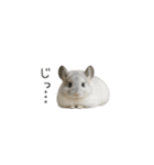 毎日つかえる！チンチラちゃんのスタンプ（個別スタンプ：11）