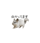 毎日つかえる！チンチラちゃんのスタンプ（個別スタンプ：16）