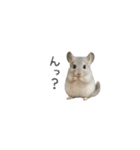 毎日つかえる！チンチラちゃんのスタンプ（個別スタンプ：21）