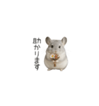 毎日つかえる！チンチラちゃんのスタンプ（個別スタンプ：30）