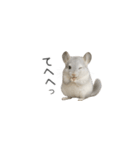 毎日つかえる！チンチラちゃんのスタンプ（個別スタンプ：35）