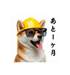 柴犬の現場仕事⭐カウントダウン(再販)（個別スタンプ：9）