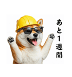 柴犬の現場仕事⭐カウントダウン(再販)（個別スタンプ：10）