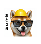 柴犬の現場仕事⭐カウントダウン(再販)（個別スタンプ：12）