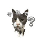 元野良猫クーの実用的スタンプ（個別スタンプ：2）