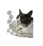 元野良猫クーの実用的スタンプ（個別スタンプ：7）