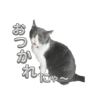 元野良猫クーの実用的スタンプ（個別スタンプ：8）