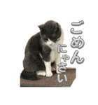 元野良猫クーの実用的スタンプ（個別スタンプ：9）
