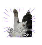 元野良猫クーの実用的スタンプ（個別スタンプ：10）