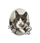 元野良猫クーの実用的スタンプ（個別スタンプ：11）
