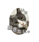 元野良猫クーの実用的スタンプ（個別スタンプ：12）