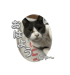 元野良猫クーの実用的スタンプ（個別スタンプ：13）