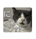 元野良猫クーの実用的スタンプ（個別スタンプ：14）