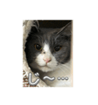 元野良猫クーの実用的スタンプ（個別スタンプ：15）