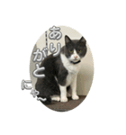 元野良猫クーの実用的スタンプ（個別スタンプ：16）