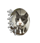 元野良猫クーの実用的スタンプ（個別スタンプ：18）