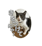 元野良猫クーの実用的スタンプ（個別スタンプ：19）