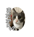 元野良猫クーの実用的スタンプ（個別スタンプ：20）