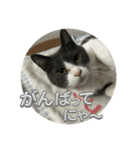 元野良猫クーの実用的スタンプ（個別スタンプ：22）