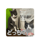 元野良猫クーの実用的スタンプ（個別スタンプ：23）